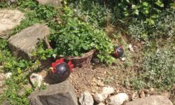 Unser Garten... Unser Garten...