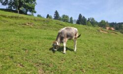 Kälbchen auf dem Bauernhof Krötz Kälbchen auf dem Bauernhof Krötz