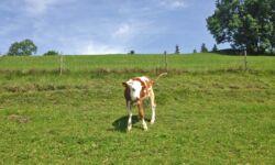 Kälbchen auf dem Bauernhof Krötz Kälbchen auf dem Bauernhof Krötz