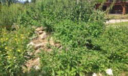 ...wachsen die Kräuter für leckere Käsespezialitäten ...wachsen die Kräuter für leckere Käsespezialitäten