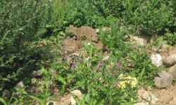 Hier im Kräutergarten... Hier im Kräutergarten...