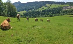 ...tragen Hörner ...tragen Hörner