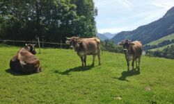 Unsere Kühe auf dem Bauernhof Krötz Unsere Kühe auf dem Bauernhof Krötz