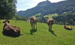 Unsere Kühe... Unsere Kühe...